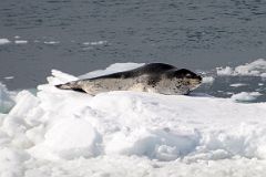 04B A Seal Lies On A Small Piece of Ice Near Aitcho Barrientos Island In South Shetland Islands From Quark Expeditions Antarctica Cruise Ship